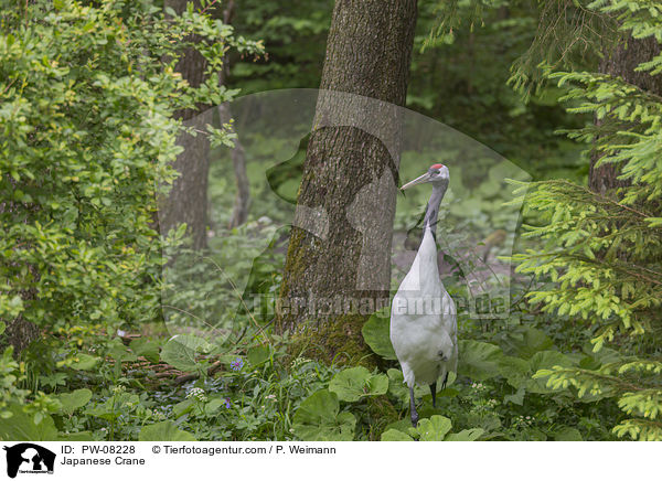 Mandschurenkranich / Japanese Crane / PW-08228