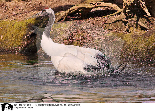 Mandschurenkranich / Japanese crane / HS-01651