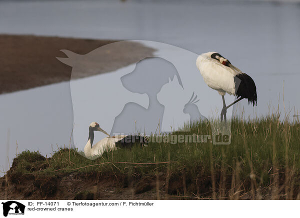 Mandschurenkraniche / red-crowned cranes / FF-14071