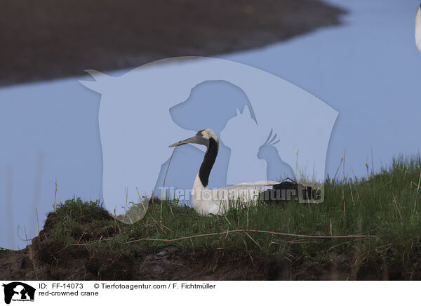 Mandschurenkranich / red-crowned crane / FF-14073