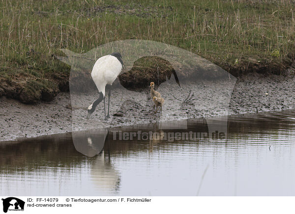 Mandschurenkraniche / red-crowned cranes / FF-14079