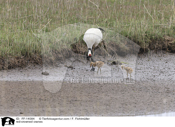 Mandschurenkraniche / red-crowned cranes / FF-14084