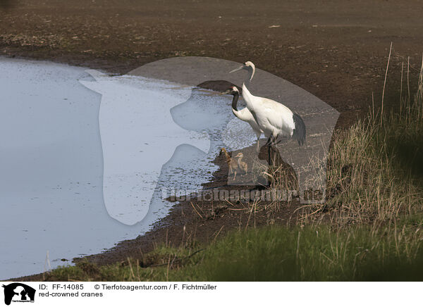 Mandschurenkraniche / red-crowned cranes / FF-14085