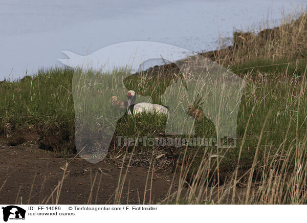 Mandschurenkraniche / red-crowned cranes / FF-14089