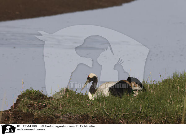 Mandschurenkraniche / red-crowned cranes / FF-14100