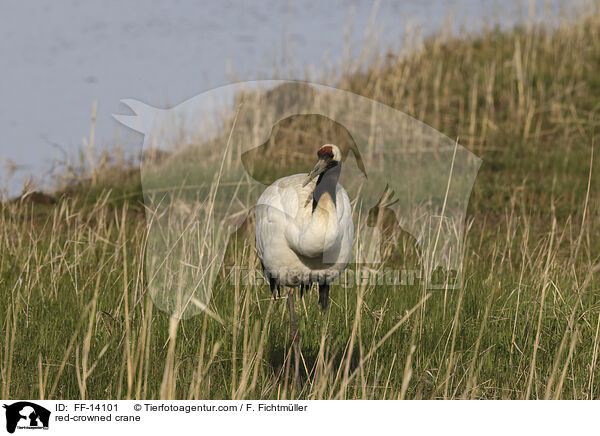 Mandschurenkranich / red-crowned crane / FF-14101