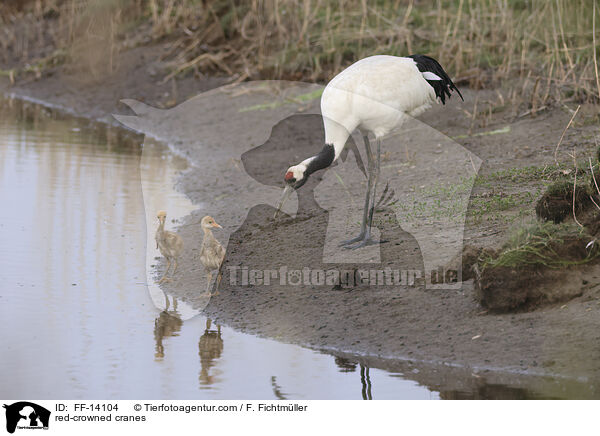 Mandschurenkraniche / red-crowned cranes / FF-14104