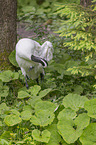 Japanese Crane