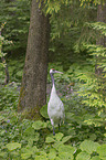 Japanese Crane