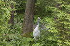 Japanese Crane