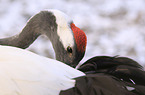 Japanese Crane portrait