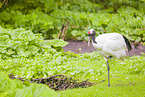 red-crowned crane