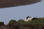 red-crowned cranes