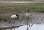 red-crowned cranes