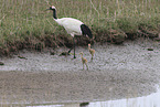 red-crowned cranes