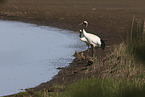 red-crowned cranes