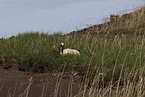 red-crowned cranes