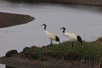 red-crowned cranes