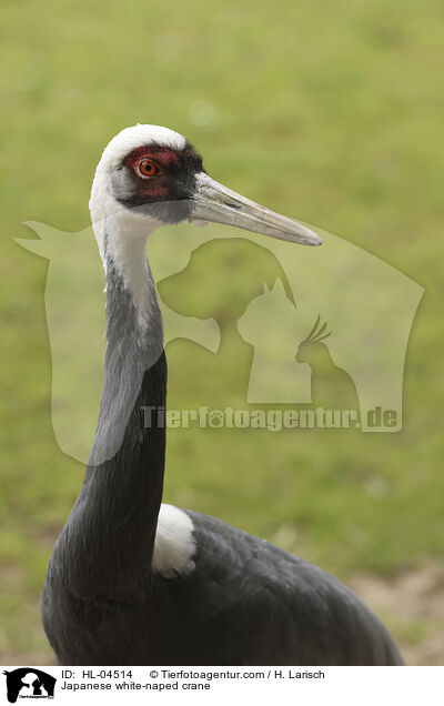 Weissnackenkranich / Japanese white-naped crane / HL-04514