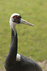 Japanese white-naped crane