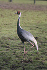 Japanese white-naped crane