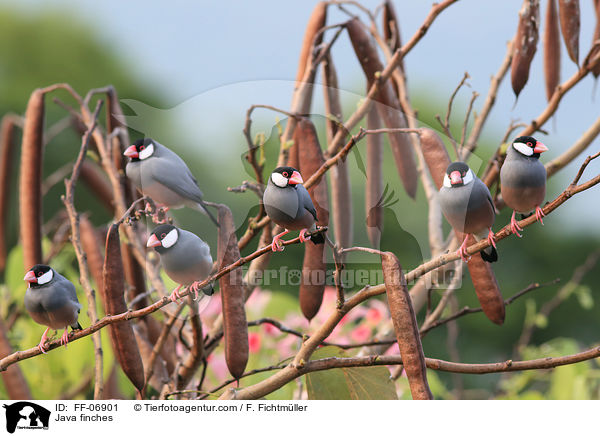 Reisfinken / Java finches / FF-06901