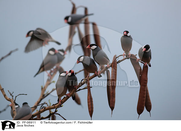 Reisfinken / Java finches / FF-06911