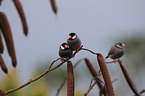 Java finches