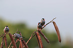 Java finches