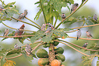 Java finches