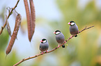 Java finches