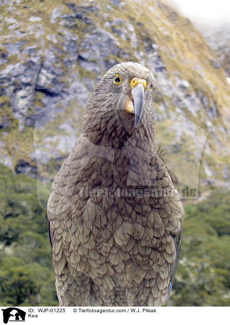 Kea / WJP-01225