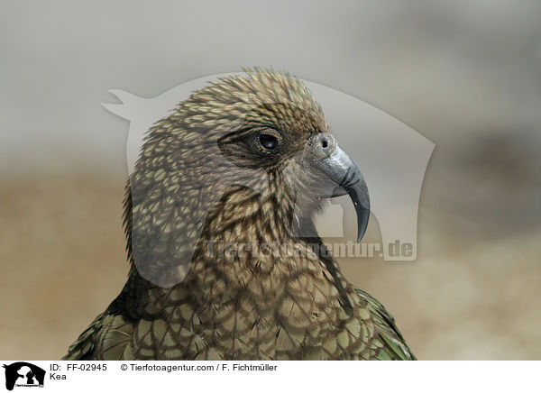Kea Bergpapagei / Kea / FF-02945