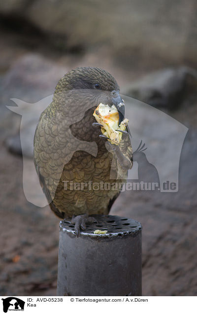 Kea / Kea / AVD-05238
