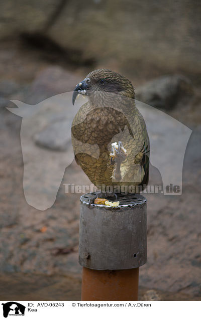 Kea / AVD-05243
