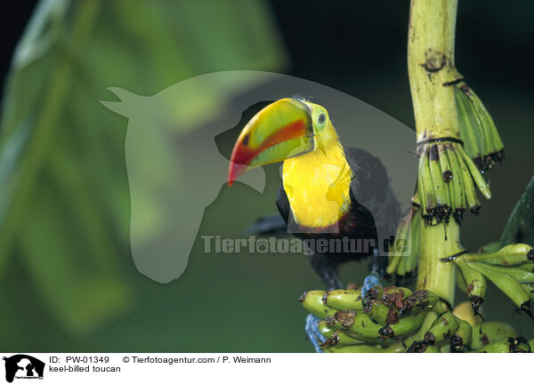 Fischertukan / keel-billed toucan / PW-01349