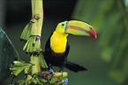 keel-billed toucan