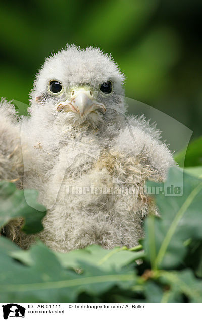 Turmfalke / common kestrel / AB-01111