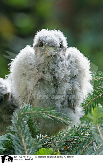 common kestrel / AB-01119