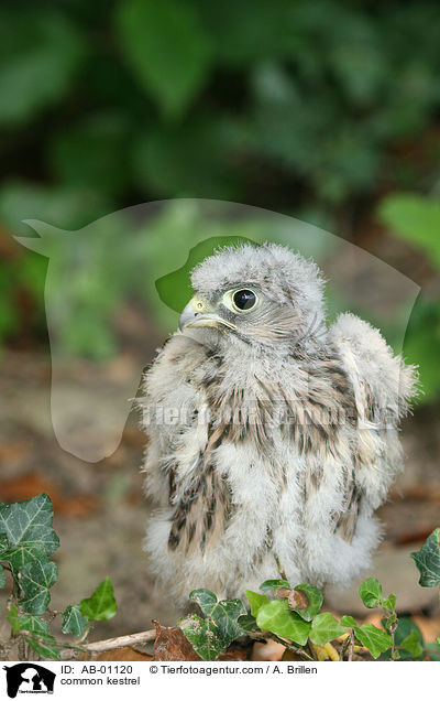 Turmfalke / common kestrel / AB-01120