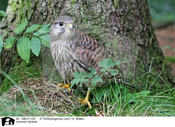 common kestrel / AB-01129