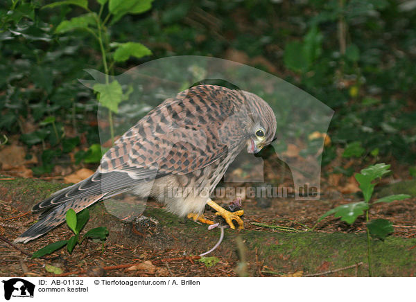 common kestrel / AB-01132