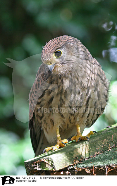 common kestrel / AB-01136