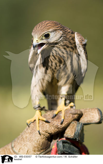 kestrel / WS-03057