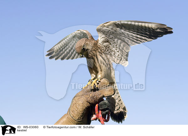 Turmfalke / kestrel / WS-03060