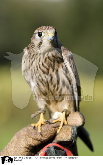 Turmfalke / kestrel / WS-03065