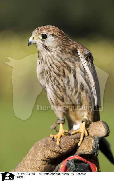 kestrel / WS-03066