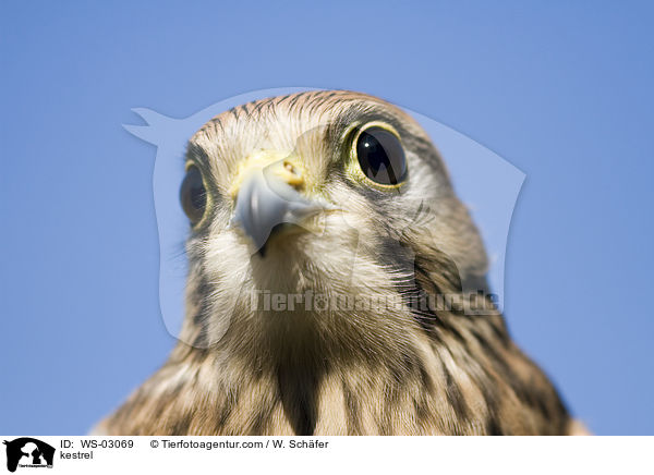 kestrel / WS-03069