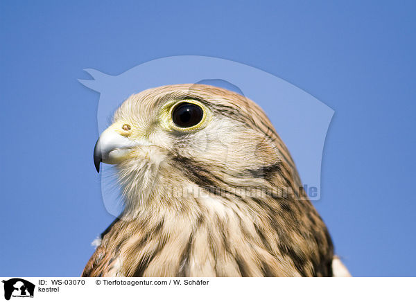 kestrel / WS-03070