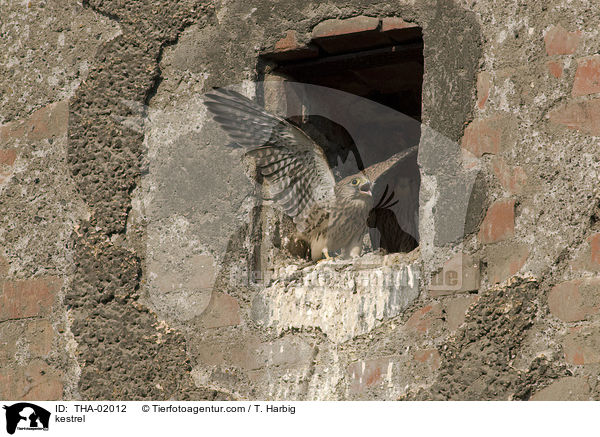 kestrel / THA-02012